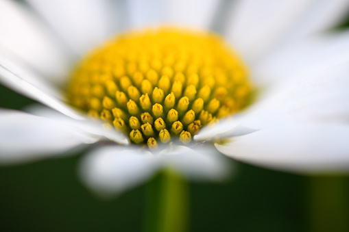Blurred. Chamomile flower in the garden in summer. Soft Focus. Macro