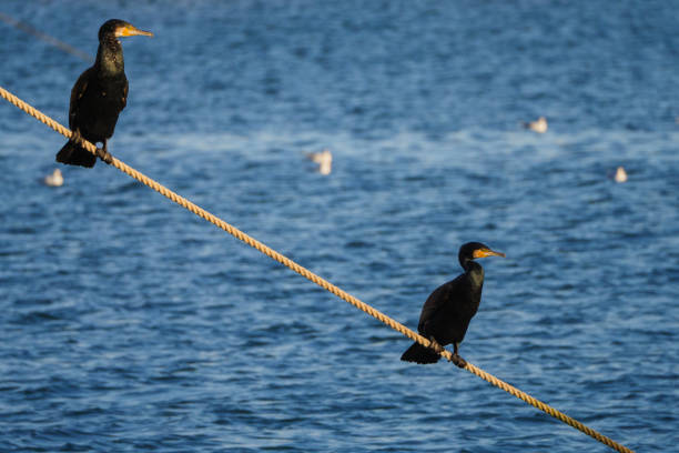 Two great cormorant birds drying their feathers at sun.