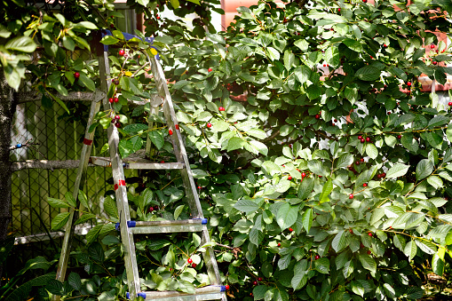 Step Ladder near cherry tree with ripe berry in orchard.