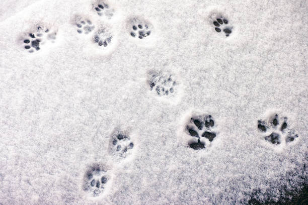 istock A lot of Cat footprints in some snow 1301241348