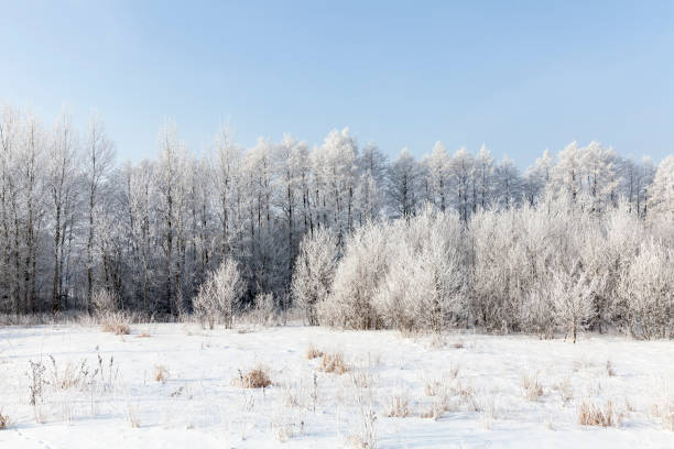 istock deep snow drifts and trees after the last snowfall 1301241560
