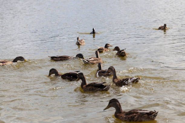 istock eastern europe with wild duck 1301241566