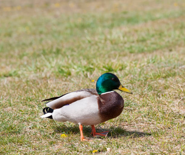 istock spring season with wild birds ducks 1301241584