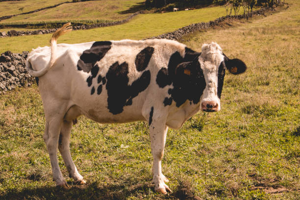 istock cows in the meadow looking at the camera 1301242983
