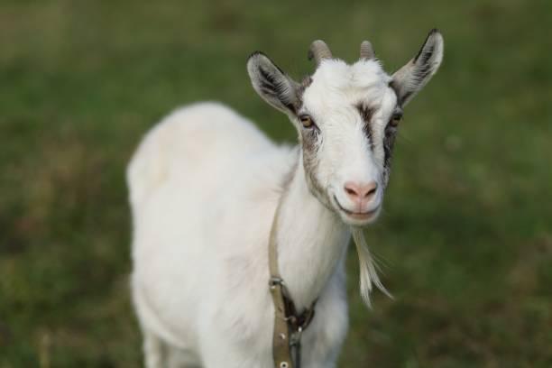 istock White little goat grazes on the grass in summer 1301243131