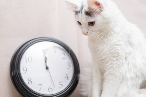 Procrastination, time management concept. Sleeping cat on the background of the clock.