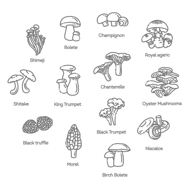 Mushroom set of vector illustrations in flat design Edible mushrooms vector illustrations collection peppery bolete stock illustrations