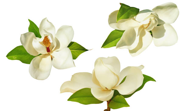 flores de magnolia aisladas sobre fondo blanco - magnolia white blossom flower fotografías e imágenes de stock