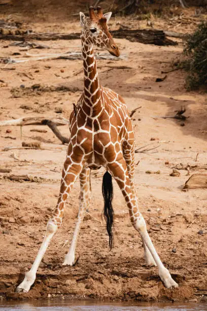 Animals in the wild - Reticulated giraffe - Samburu National Reserve, North Kenya