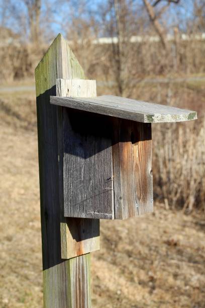 istock Side of Wood Birdhouse 1301247538