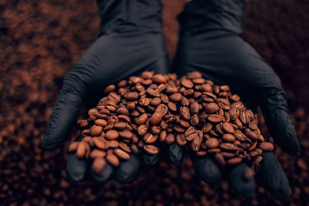 istock Fresh roasted coffee beans in hands. Close up view. 1301248729