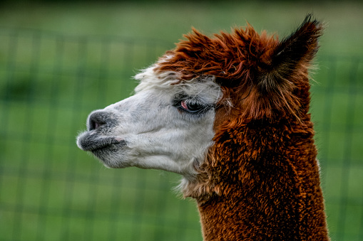 Alpaca, vicugna, it is often confused with, the llama.  Adorable, docile and soft, Alpapas are prized as pets.  There are no wild Alpacas all are domesticated.