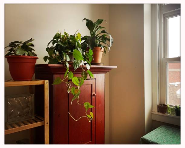 istock Indoor Gardening with Houseplants 1301248949