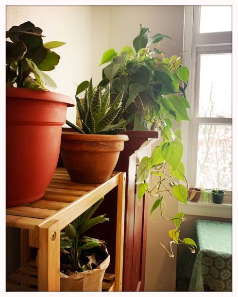istock Indoor Gardening with Houseplants 1301248981