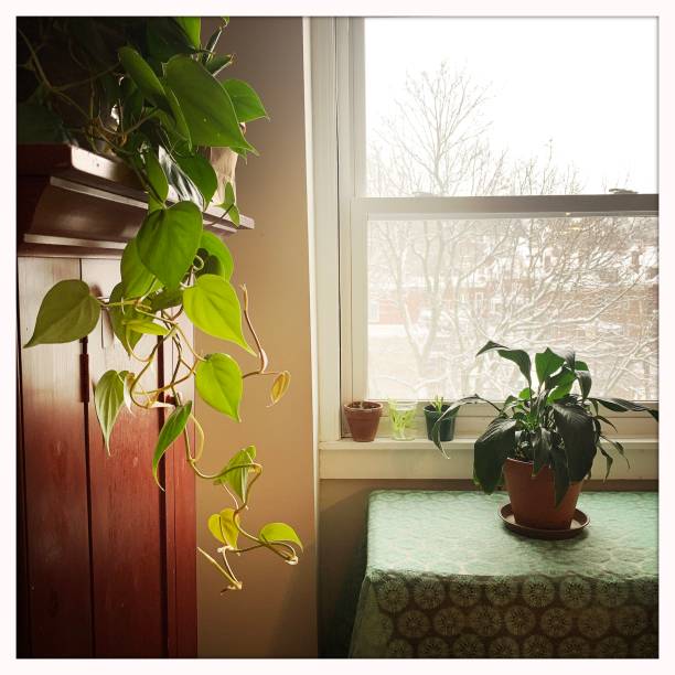 istock Indoor Gardening with Houseplants 1301248982