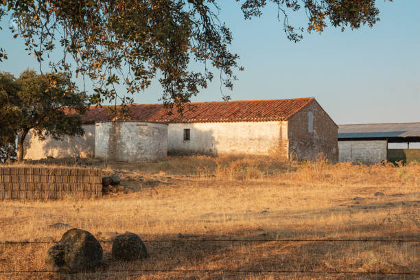 istock sheep farm in andalusia spain 1301250413