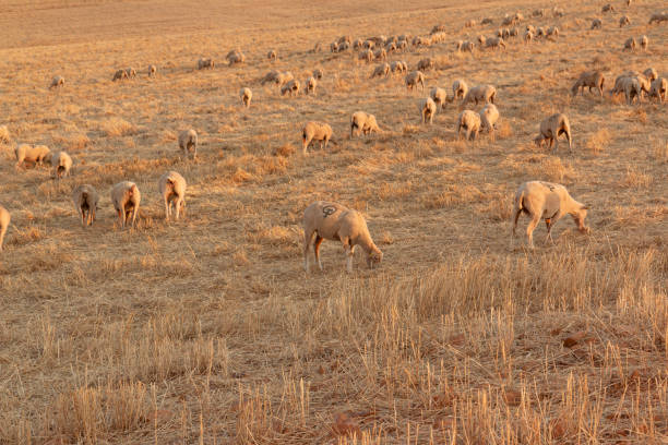 istock Sheep grazing in the fields of Andalusia 1301250560