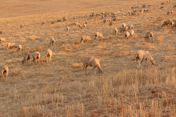istock Sheep grazing in the fields of Andalusia 1301250622