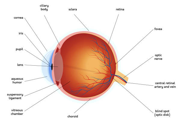 인간의 눈 해부학 다이어그램, 의료 일러스트 - sclera stock illustrations