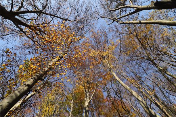 istock Beautiful sky landscape in the autumn forest 1301252162