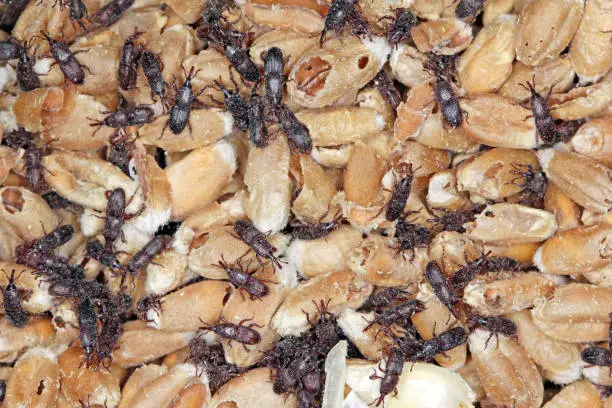 It is an important pest of cereal grains in warehouses around the world. It destroys about 10% of world grain production