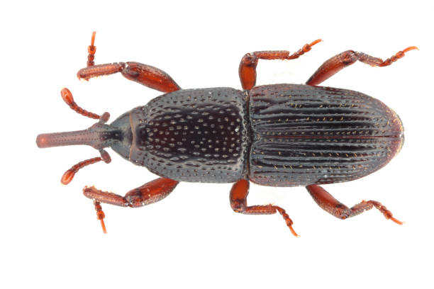 istock Wheat weevil, grain weevil (Sitophilus granarius) beetle isolated on a white background. The most important pest of stored cereal grains 1301252437