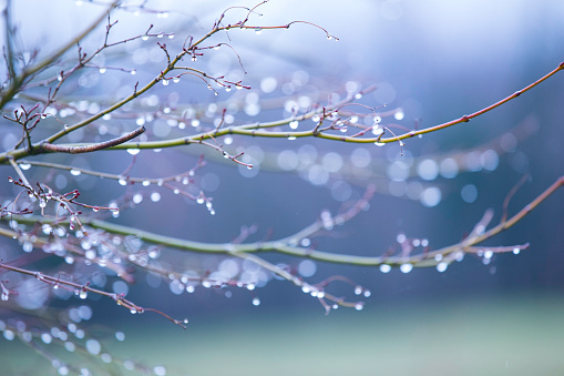 Back Lit Raindrops on Thin Branches.
