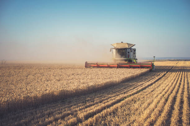 istock Combine harvester in the agricultural field 1301252505