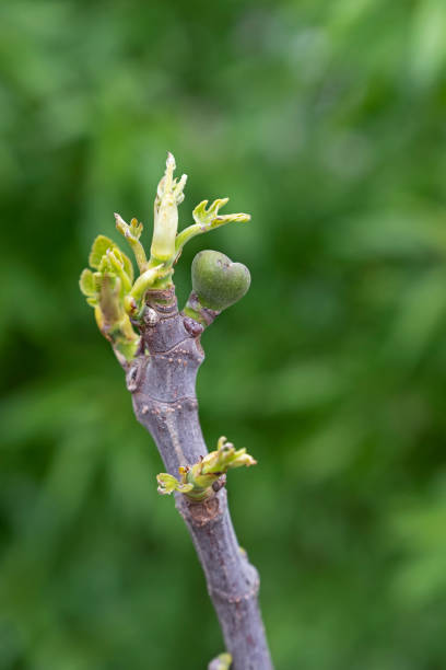 Ficus carica. Newly opening fig leaf and fruit.