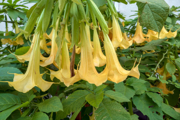 istock Tatula flower, sometimes called 