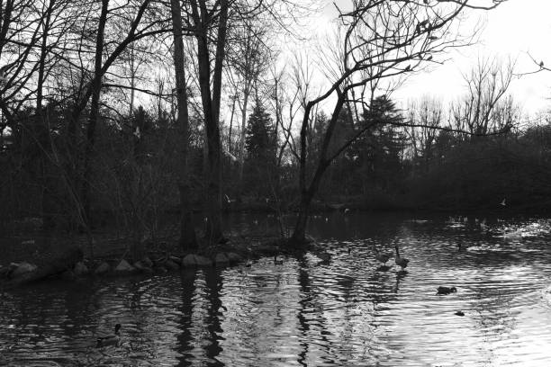 istock park in winter. Black and White 1301253487