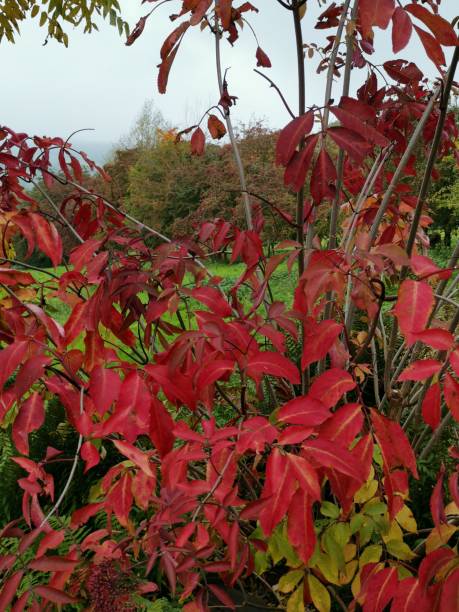 istock Bright autumn leaves in the garden 1301253525