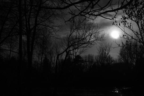 istock park in winter. Black and White 1301253723