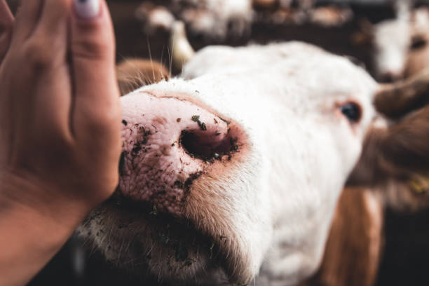 istock Cows on the form. Milk, meat production. Household animals. 1301254803