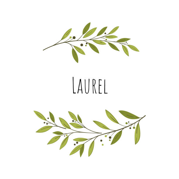 plant Branch of laurel arranged in circle. Simple vector illustration for card, packing, menu and label. bay tree stock illustrations