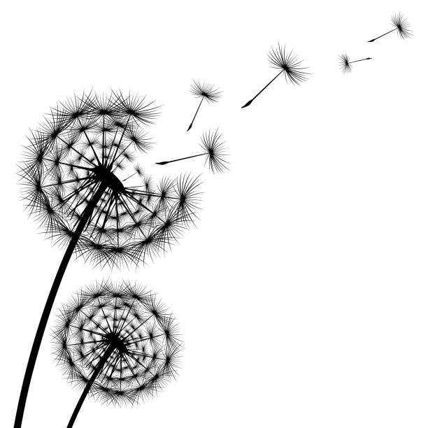 istock Black silhouette of a dandelion on a white background 1301255084
