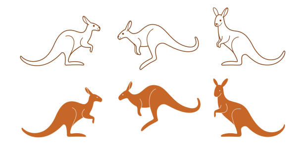 animal Kangaroo icon set. Different type of animal. Vector illustration for emblem, badge, insignia. wallaby stock illustrations
