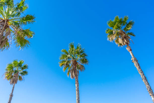 istock Group of tall palm trees with clear blue sky 1301260013