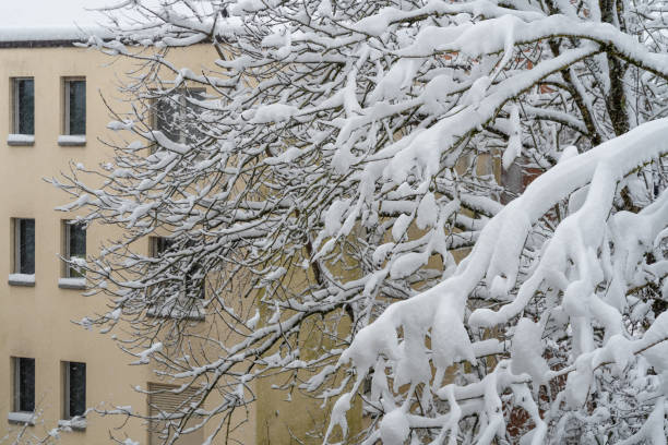 istock A snowy tree in front of old apartment building 1301260652