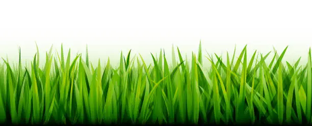 Vector illustration of Seamless green grass background