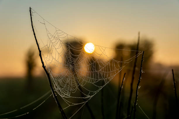 istock Cool beautiful photo of cobweb with dew drops 1301261256
