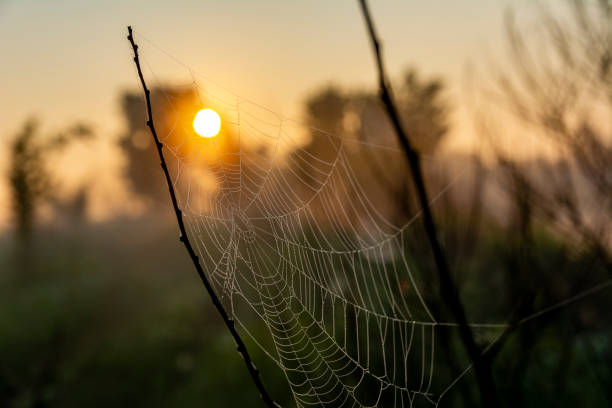 istock Cool beautiful photo of cobweb with dew drops 1301261661
