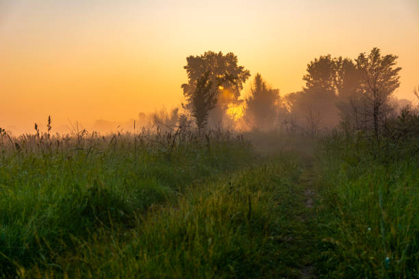 istock Meadow road, fog and lush vegetation at dawn. 1301261678