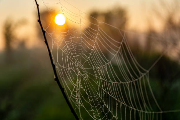 istock Cool beautiful photo of cobweb with dew drops 1301261707