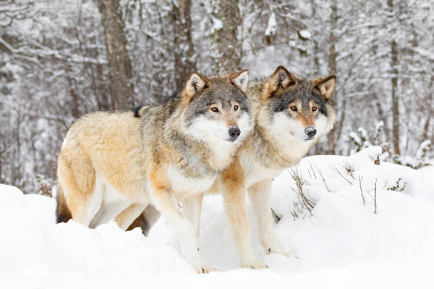 istock Two beautiful wolves in cold snowy winter forest 1301261718