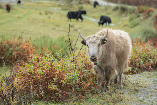 A bright long haired Domestic Yak (Bos grunniens), standing in the grassland of Tagong, Kangding, Garzê Tibetan Autonomous Prefecture, Sichuan, China stock photo