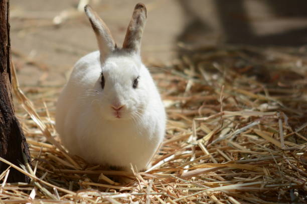 istock Cute little beautiful white rabbit sitting on yellow straw 1301262343