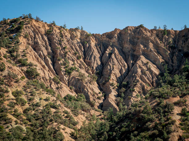 California Forest Mountain Ridge with Trees On Winter Day