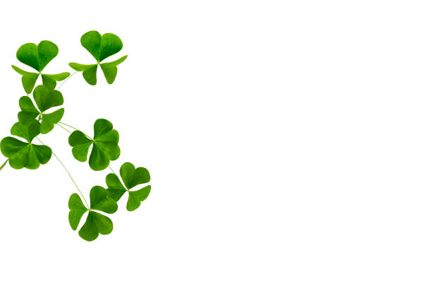 green clover leaves isolated on white background. St.Patrick 's Day. foliage