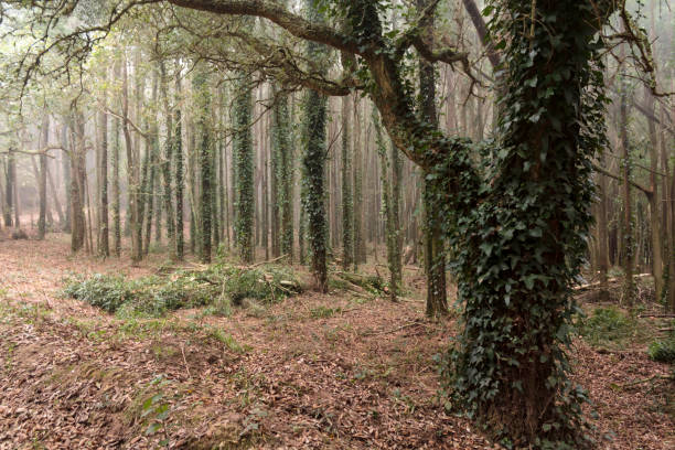 istock Forest with beautiful trees with climbing ivy 1301263785